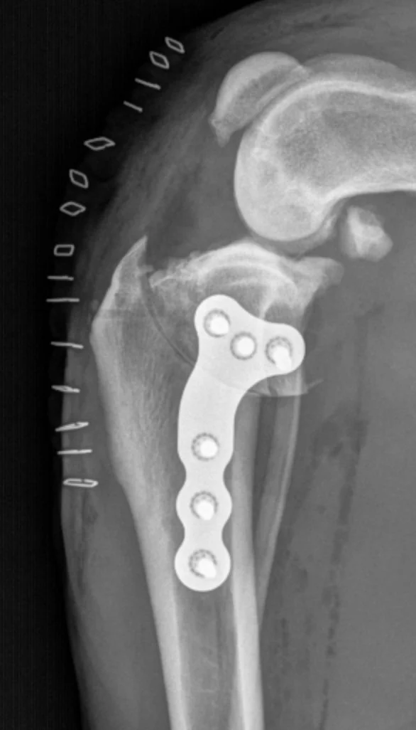 Knee Surgery — vahsurgical.com